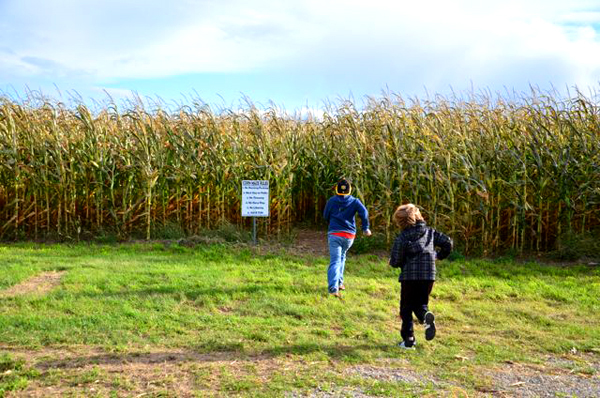 Going to a corn maze is fun for the whole family. 