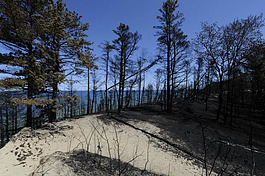 After the Duck Lake Fire near Newberry.