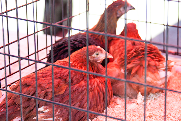 Manistique Farmer's Market