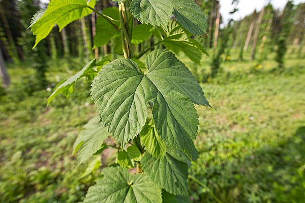 Korpi's Hop Farm