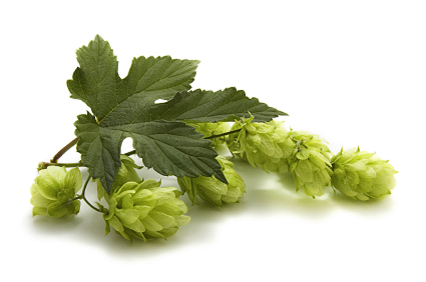 Korpi's Hop Farm