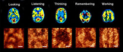 Evolving patterns on this molecular processor mimic patterns of the human brain. A.Bandyopadhyay 