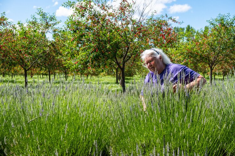 Barbara Bull, owner of Cherry Point Farm & Market, works along a strip of lavender plants on her farm.