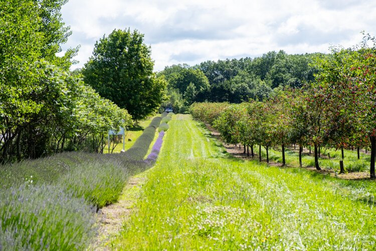 Cherry trees stretch to the horizon at Cherry Point Farm & Market in Shelby.